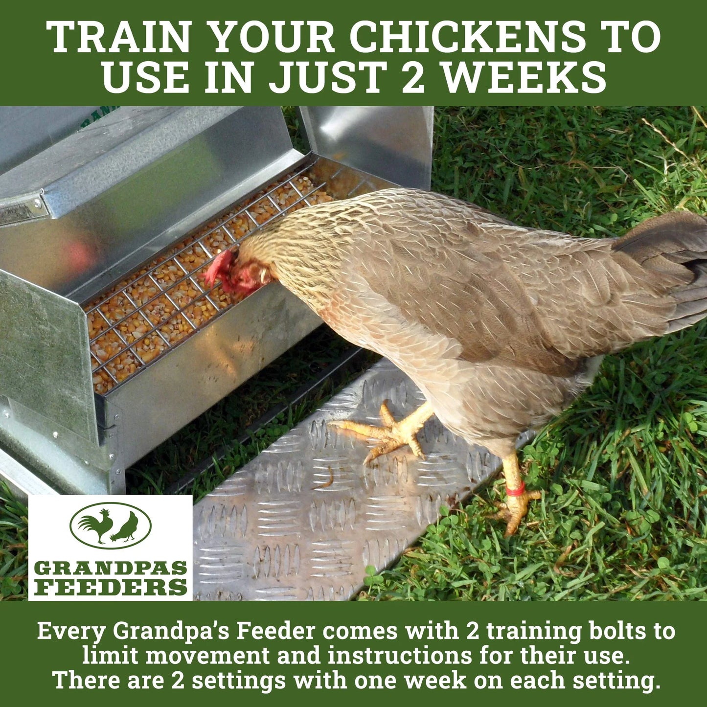 Grandpa's Feeders Automatic Chicken Feeder